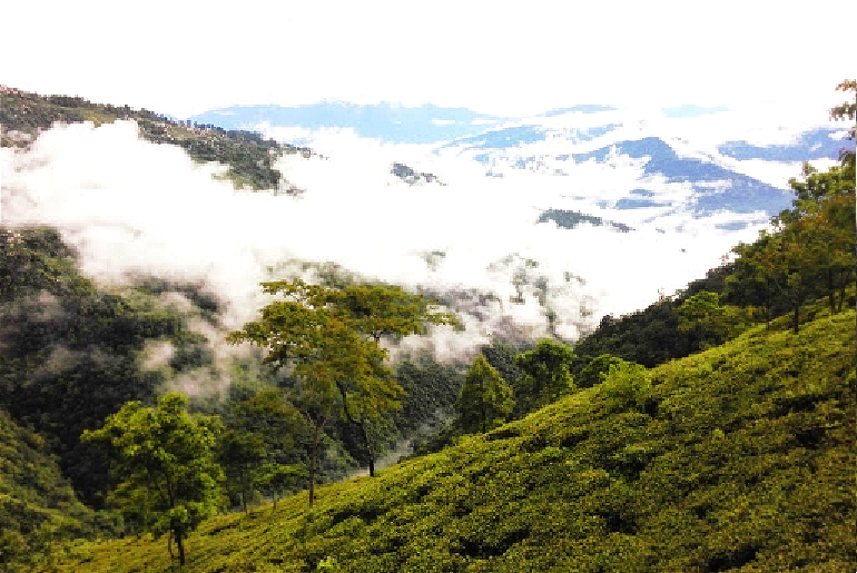 Rangaroon Near Darjeeling