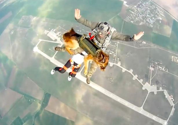 Dogs Skydive