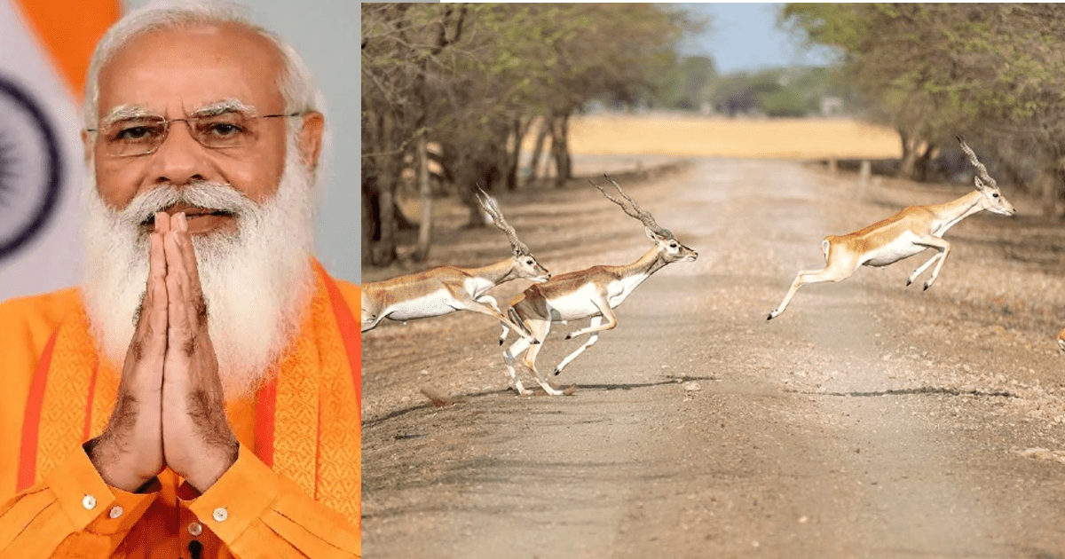 PM Modi Shares Video Of 3000 Blackbucks Crossing Road In Gujarat; Calls It ‘ Excellent’