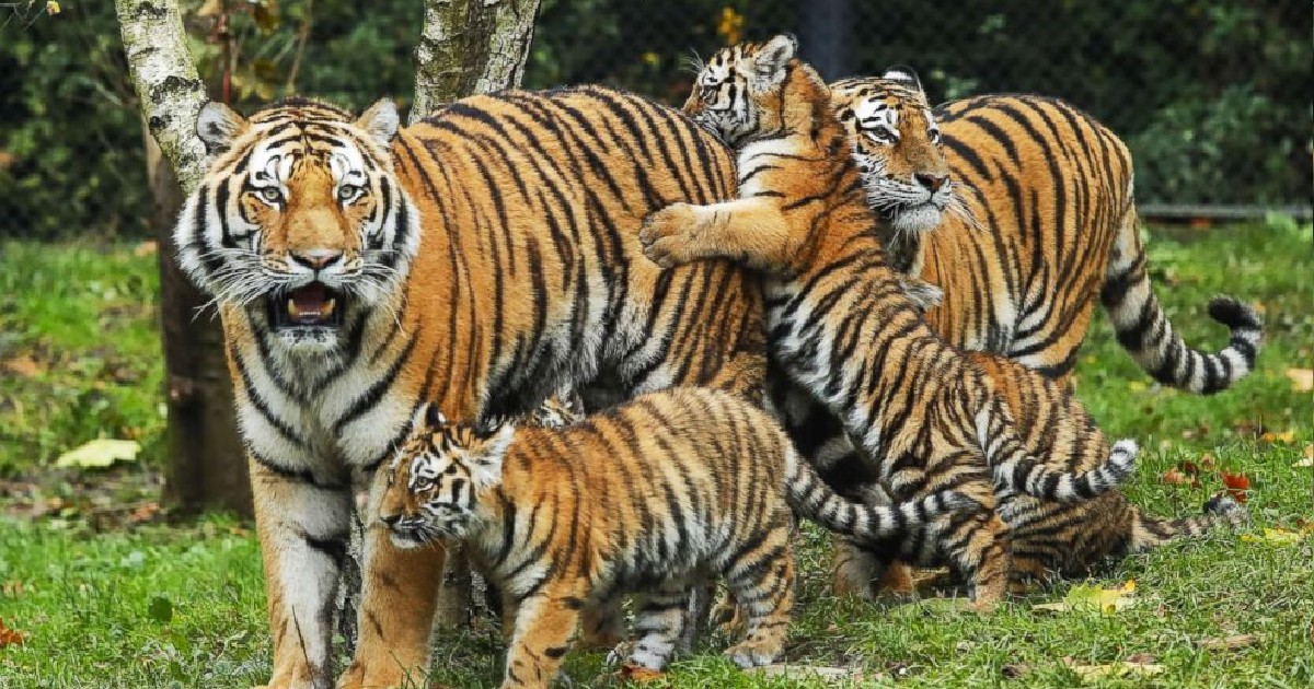 Want To Adopt A Tiger In Mumbai? Here's How To Grab The Chance