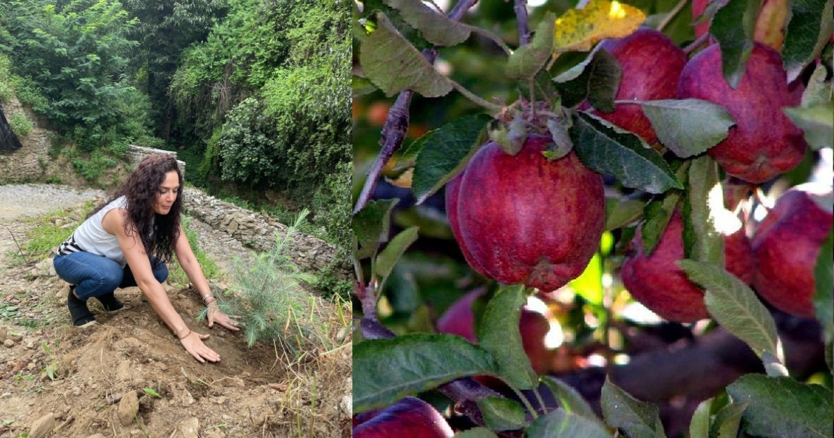 Preity Zinta Gives A Sneak Peek Into Her Lush Green Apple Orchard In Shimla And It Looks Every Bit Stunning