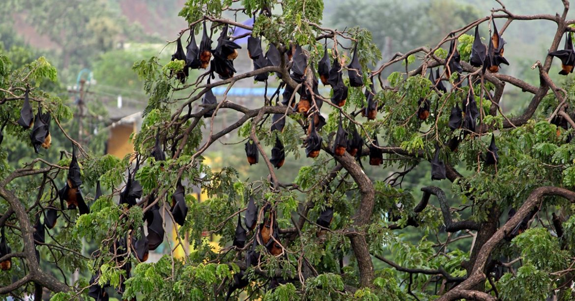 bat island odisha