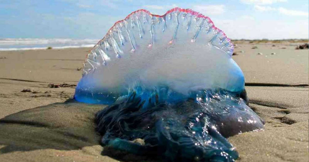 Poisonous Blue Bottle Jellyfish Spotted In Mumbai’s Juhu Beach; Experts Warn Visitors To Avoid Contact