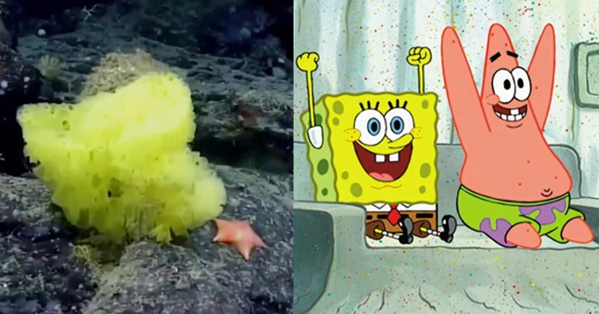 Marine Scientists Spot Real SpongeBob & Patrick In The Atlantic Ocean; Internet Can’t Keep Calm