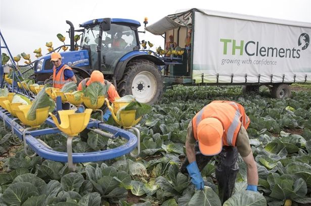 uk firm pays for cabbage and broccoli picking
