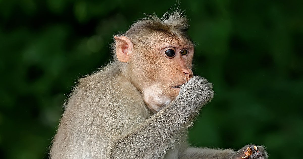 Monkey Travelled Karnataka Revenge
