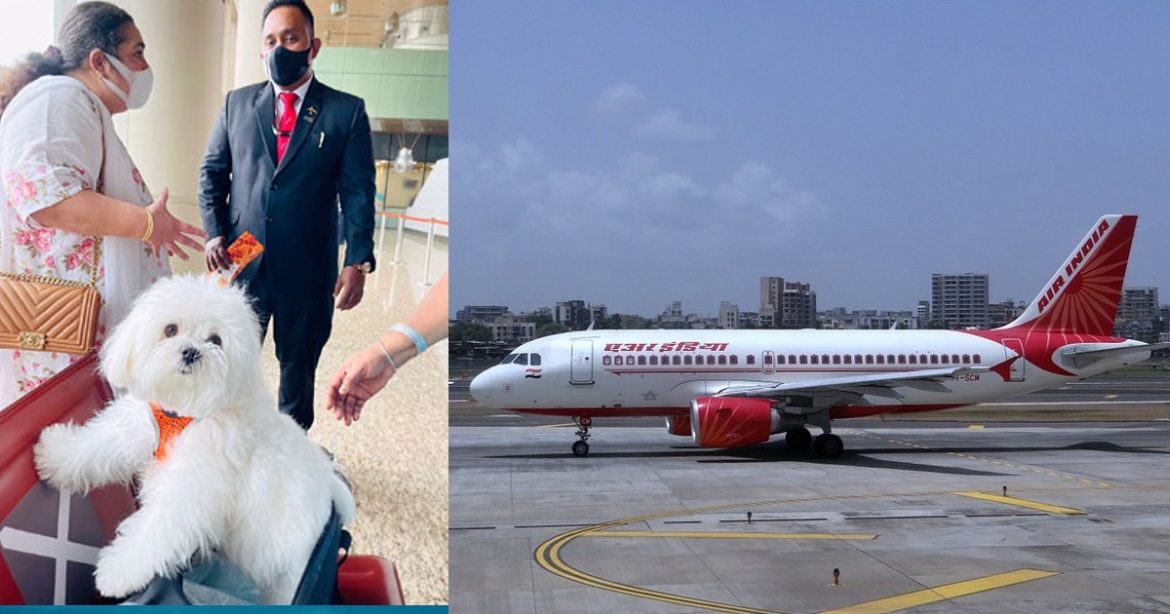 Dog Owner Books Entire Air India Business Class Cabin