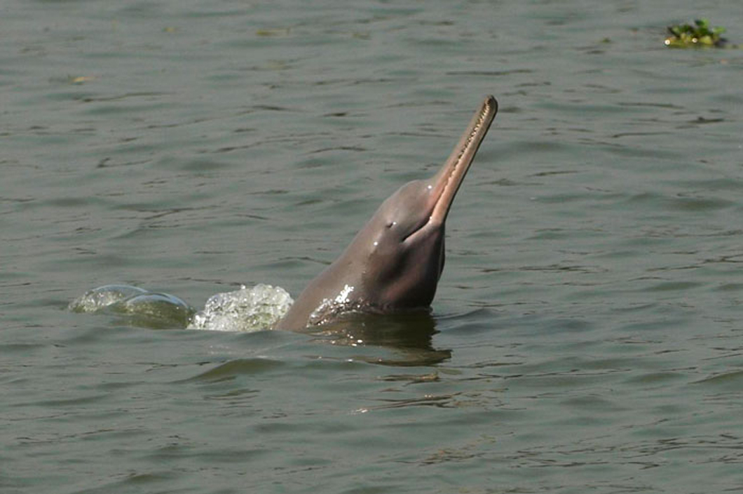 dolphin spotting in uttar pradesh 