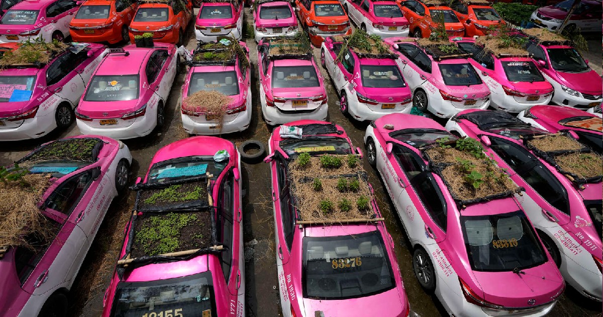 Thailand Turns Roofs Of Taxis Into Mini-Gardens To Feed Staff Amid Pandemic