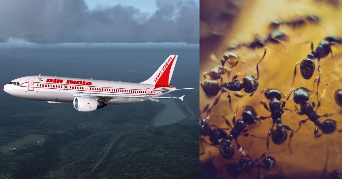 India-London Flight With Bhutan Prince Onboard Delayed Over Swarm Of Ants In Business Class