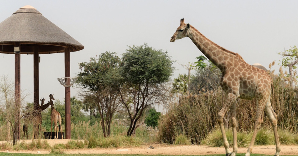 Dubai Safari Park Is Now Open; Here Are Three Thrilling Experiences You Must Not Miss This Season