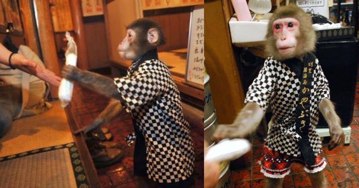 This Restaurant In Japan Hired Monkeys To Serve Food & Drinks & They Are Just Too Cute!