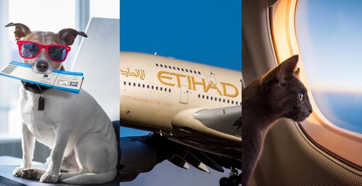 Best airlines for pets to travel safely lovetoknow pets atelier yuwa
