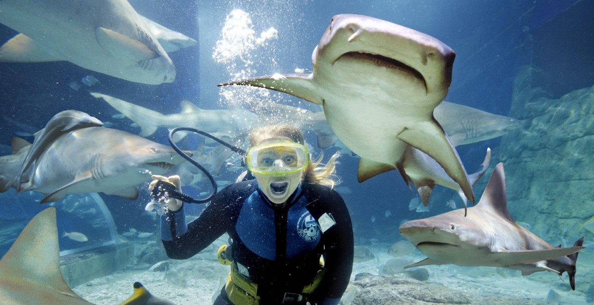 5 Marine Life Wonders You Can Spot At The National Aquarium Abu Dhabi