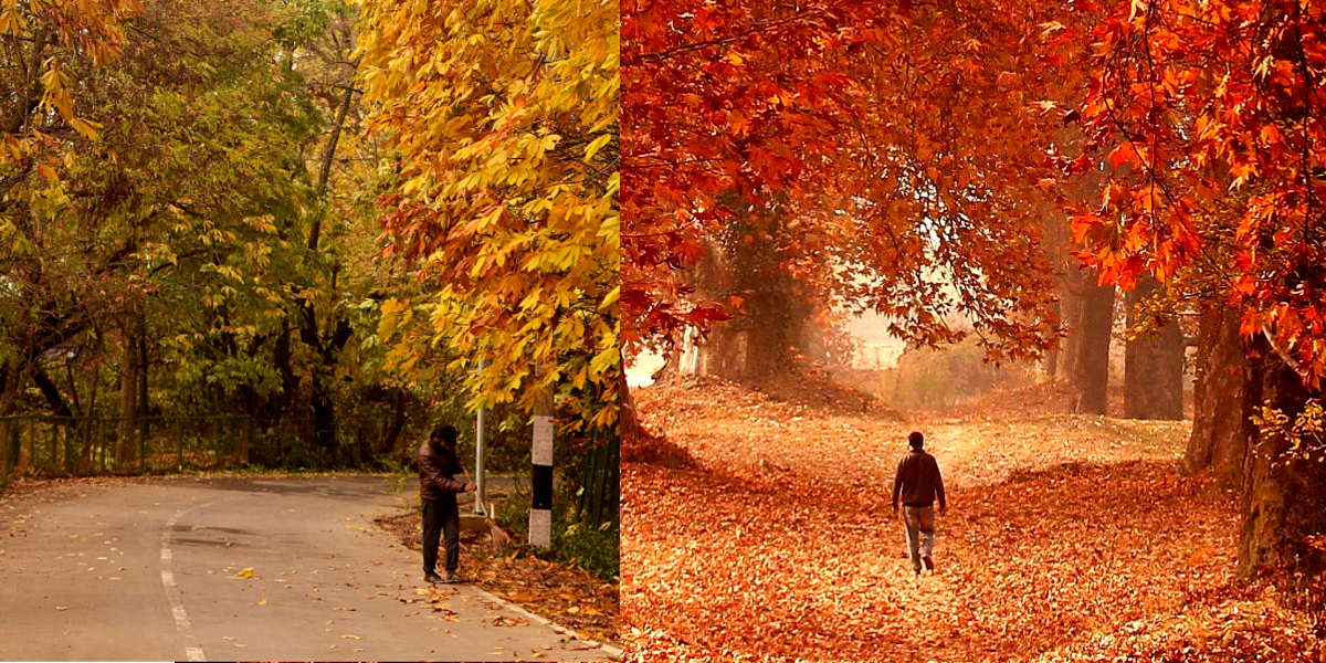 Not Tokyo, Kashmir Is Covered In Carpet Of Orange Leaves This Autumn Season