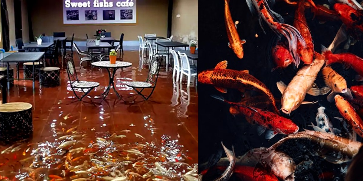 Bizzare Koi Pond Cafe In Thailand Has Guests Sitting In A Fish Tank While Dining