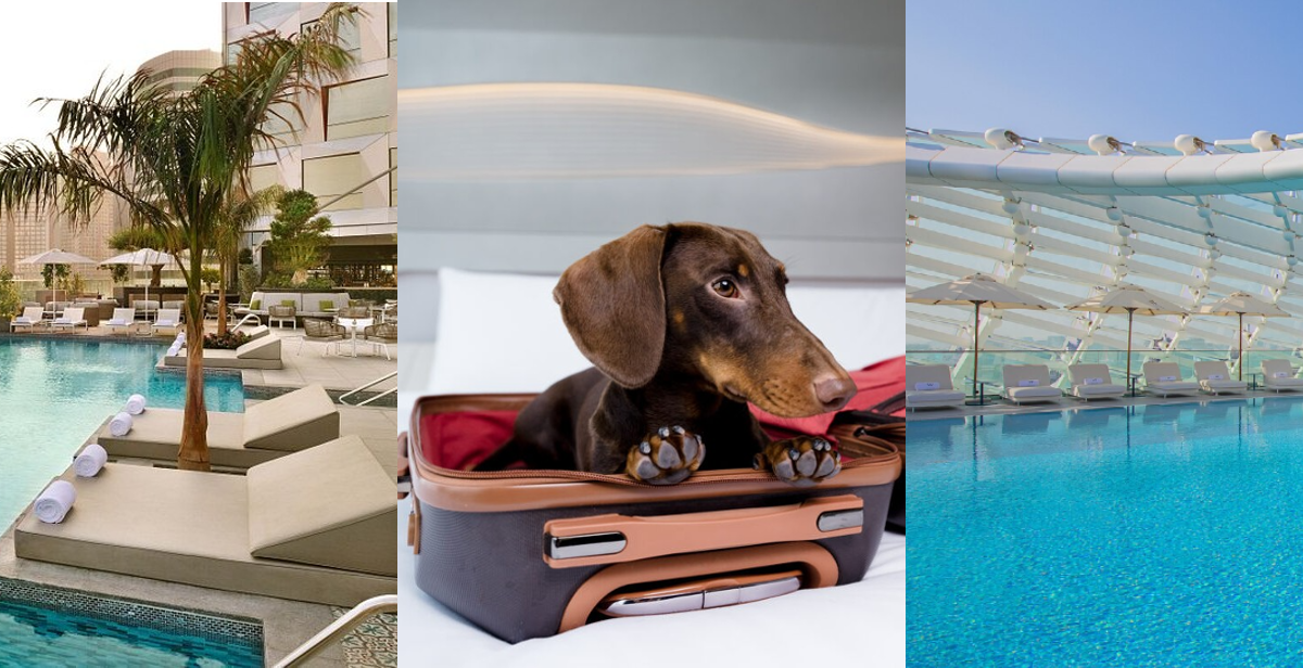 Planning A Vacation With Family? Book These Pet Friendly Resorts In The UAE