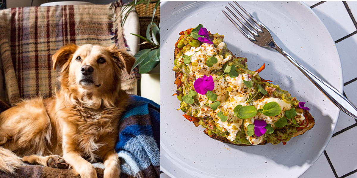 SeeSaw Cafe In Mumbai Lets You Enjoy A Gourmet Brunch With Your Pets