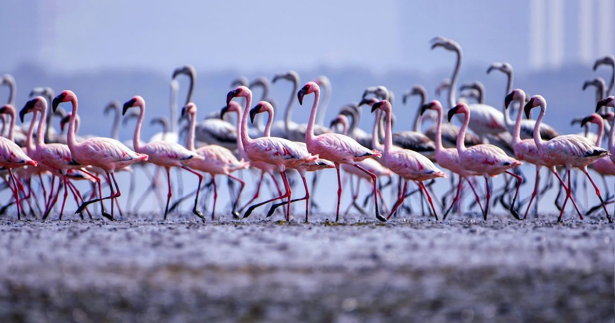 Navi Mumbai’s Flamingoes Are Slowly Disappearing Due To Environmental Issues & It’s Not Good News