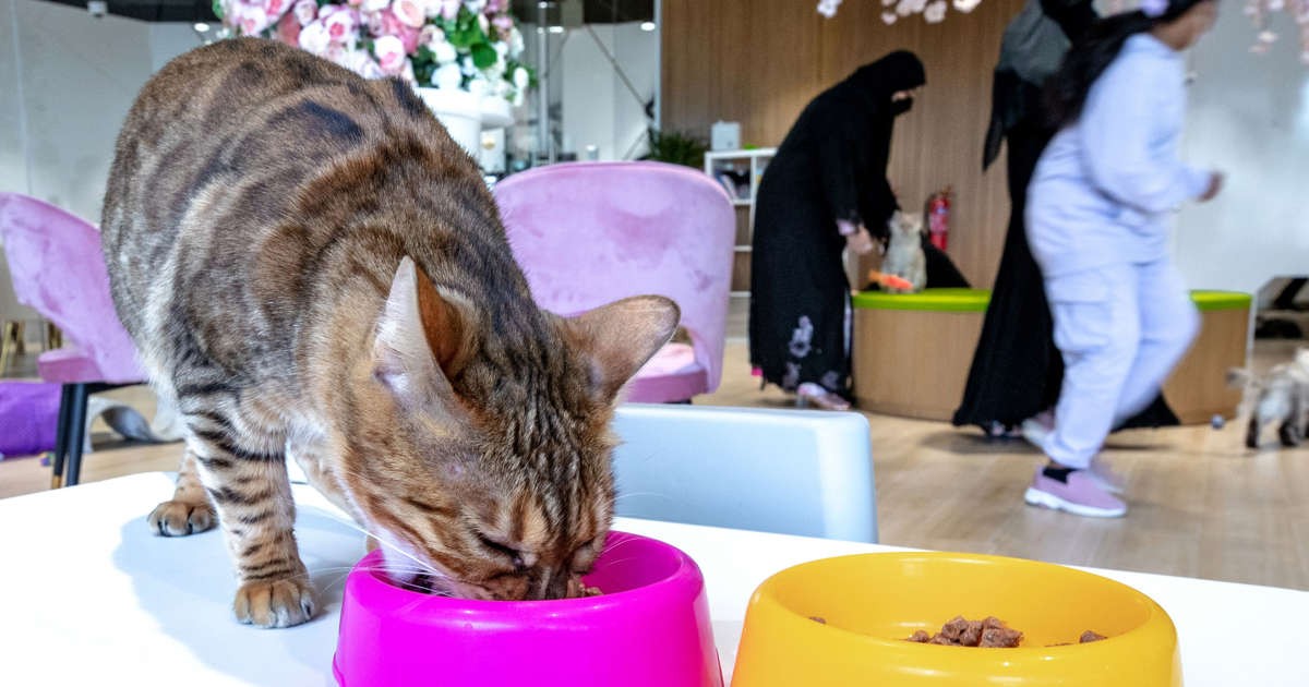 Abu Dhabi Just Got Its First Cat Cafe & It Is Purr- Fect