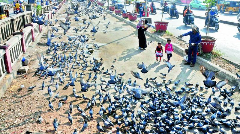 Dubai: Pay Dh200 Fine For Feeding Birds