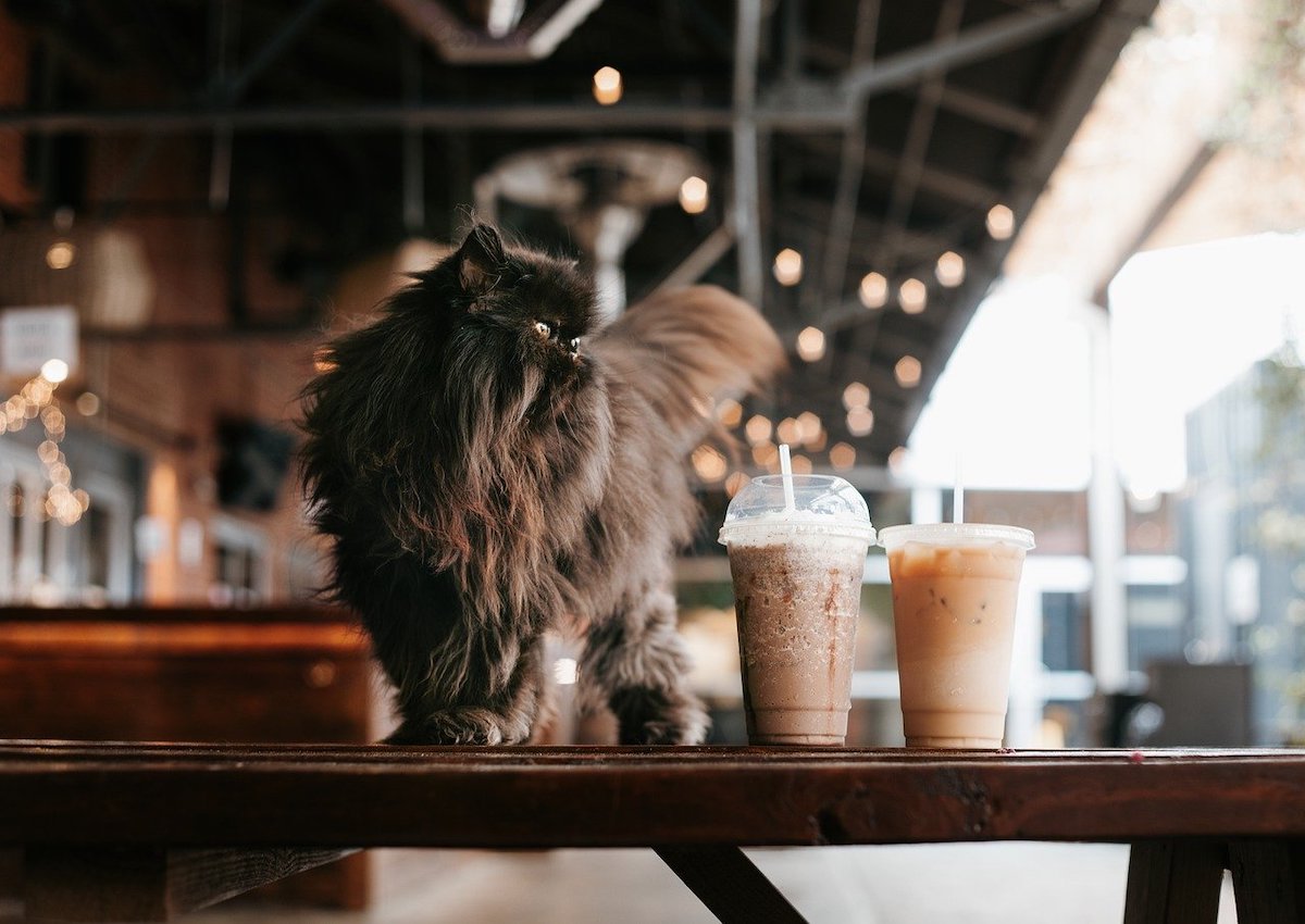 3 Cat Cafes In UAE Perfect For A Date With Your Little Kitty
