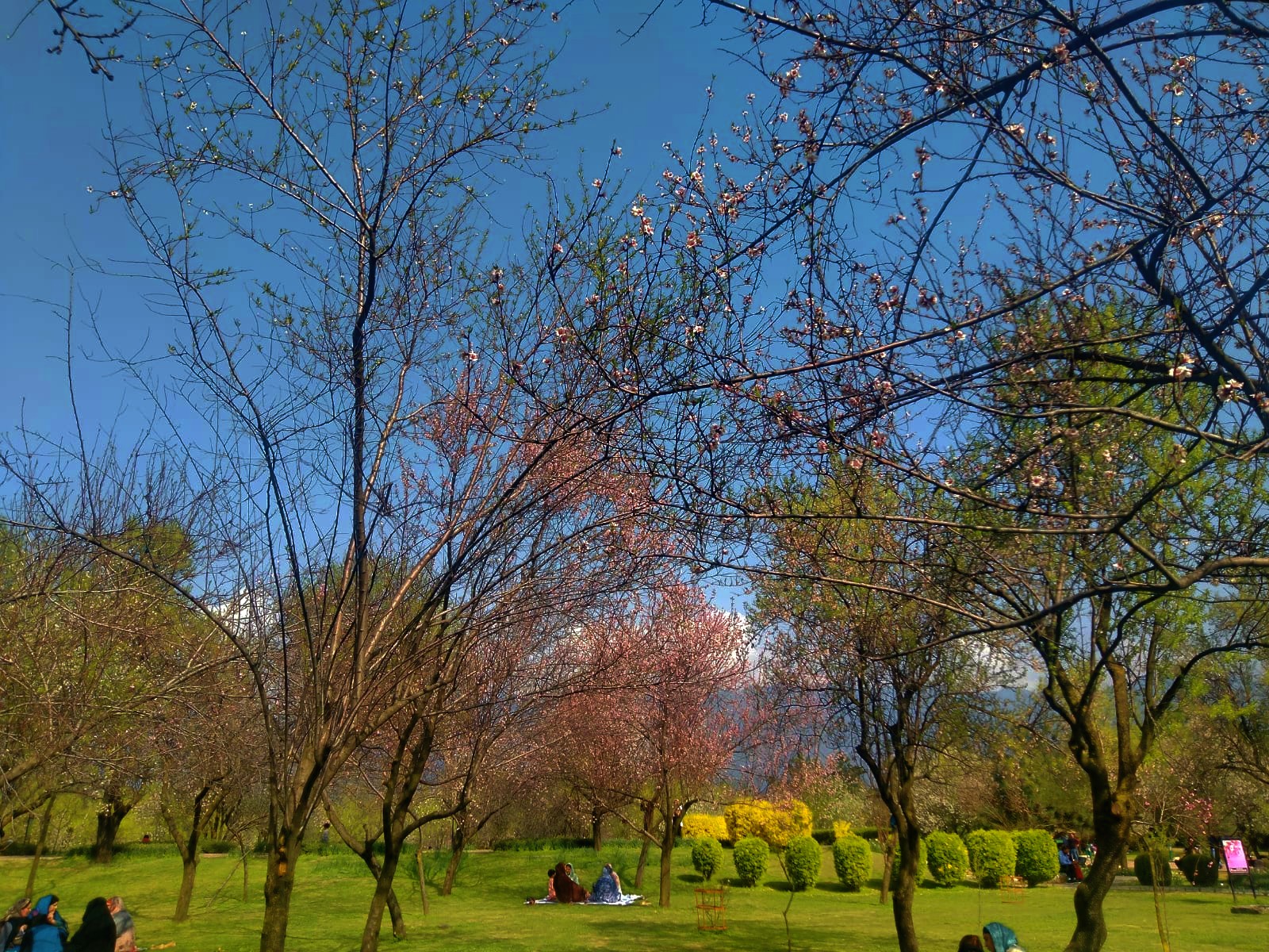 Badam Vaer Garden Srinagar