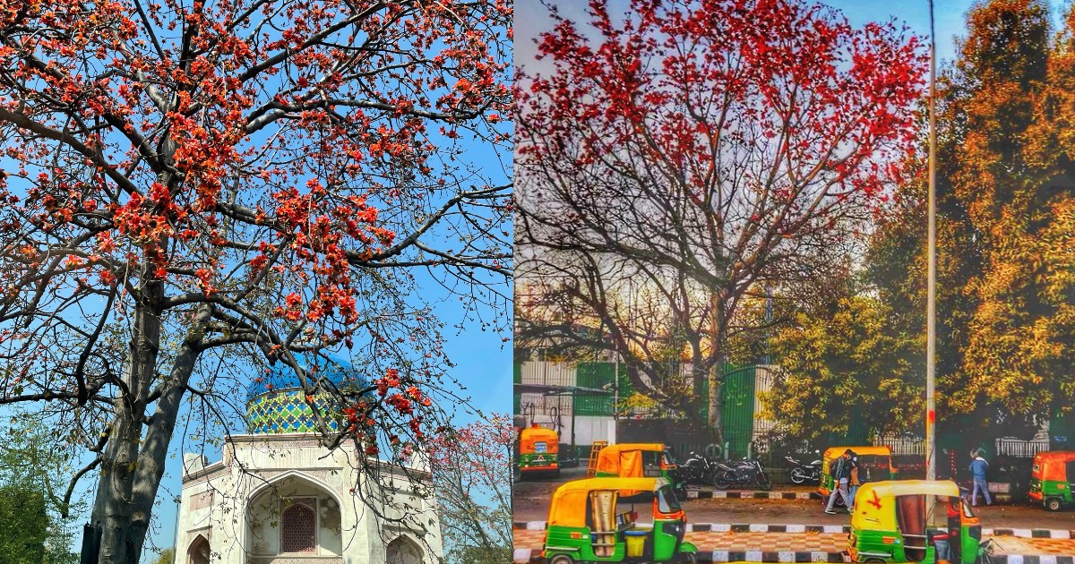 Delhi Streets Splashed In Red, Green, Purple Colours As Spring Takes Over City