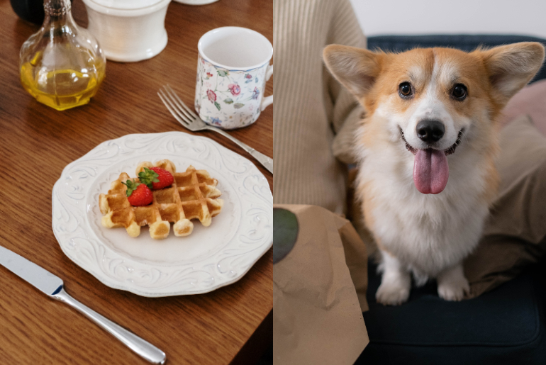 Pet-Friendly Breakfast Spots
