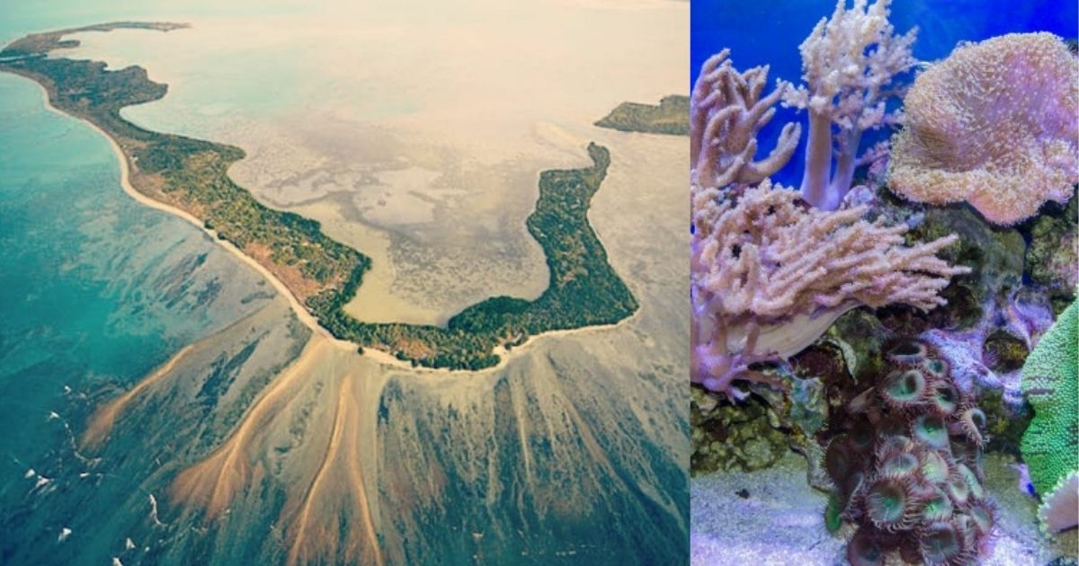 Take A Boat Ride To Tamil Nadu’s Kurusadai Island & Spot Corals & Marine Life