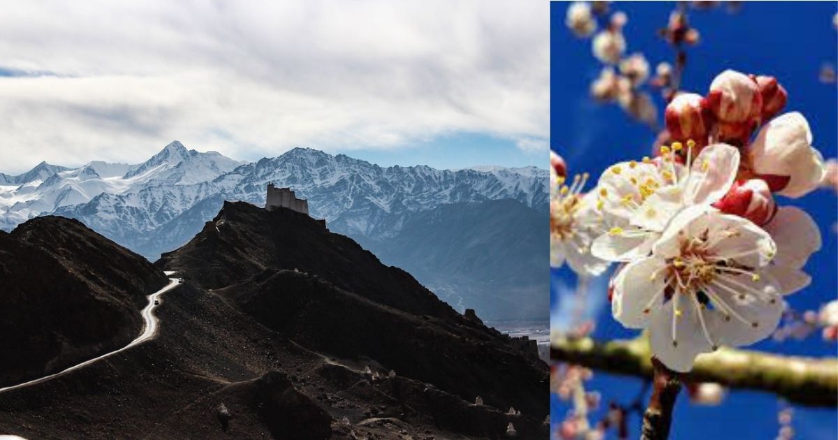 Experience Ladakh Like Never Before Through Its Stunning Apricot Blossoms This April