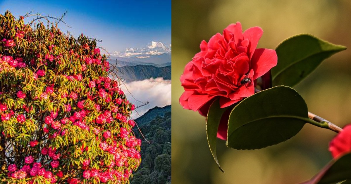 The Himalayas Are Bathed In Red With Rhododendron Blooms