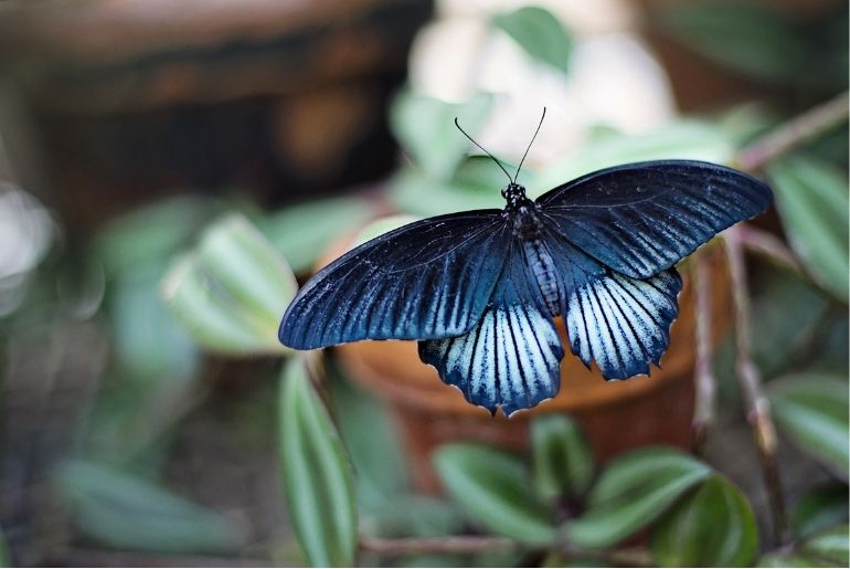 Butterfly Festival