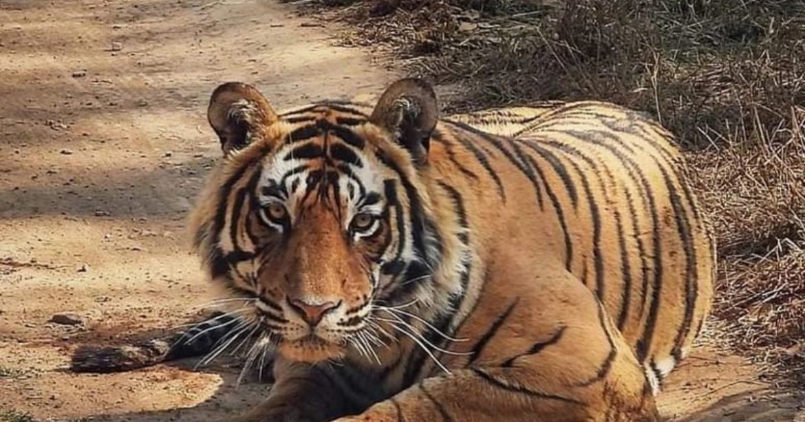 5 Wildlife Safaris In Rajasthan That Guarantee Tiger, Leopard Spotting