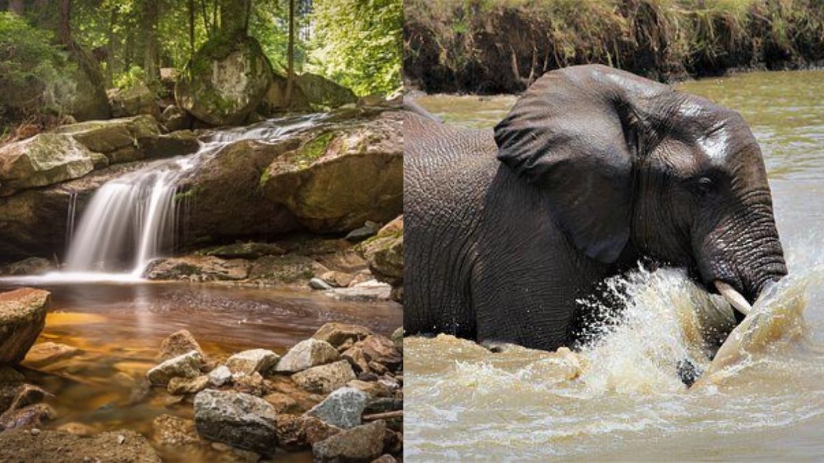 This Hidden Gem In Goa Has A Stream To Play With Elephants