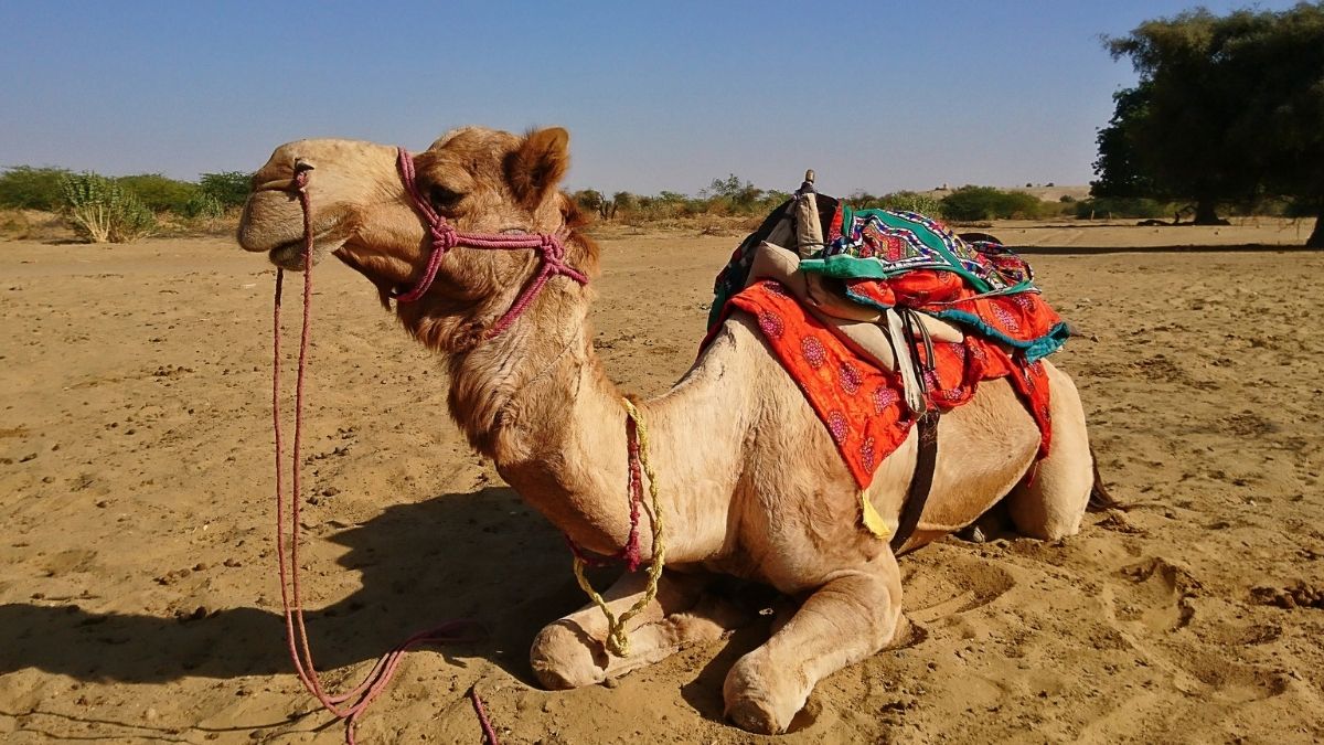 How To Reach Jaisalmer Without Flying? Here’s A Guide