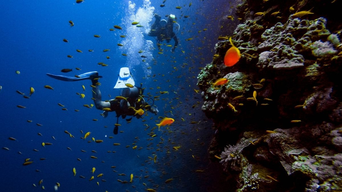 Here’s How Much It Will Cost You To Go Scuba Diving In the Andamans