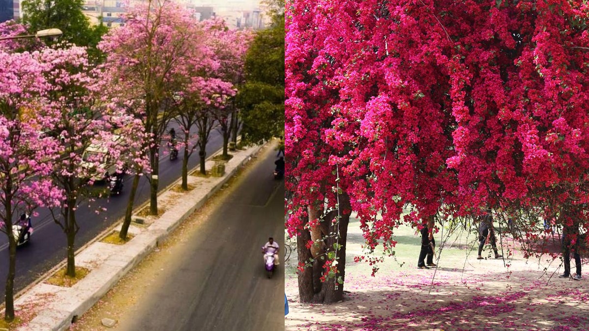 Delhi Turns Into A Pink Paradise With Bougainvillea Blooms And Here’s Where To Experience It!