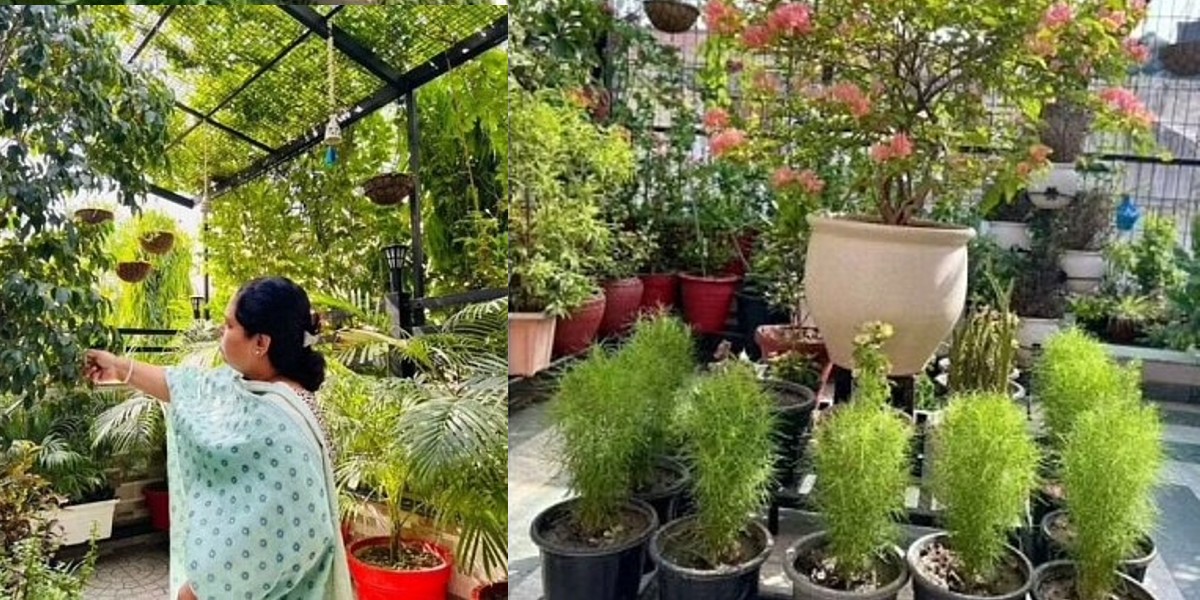 Noida Woman Creates A Mini Hill Station At Home With 3,000 Plants