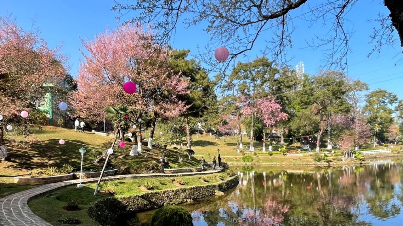 Not Japan, Experience Cherry Blossom In These Stunning Indian