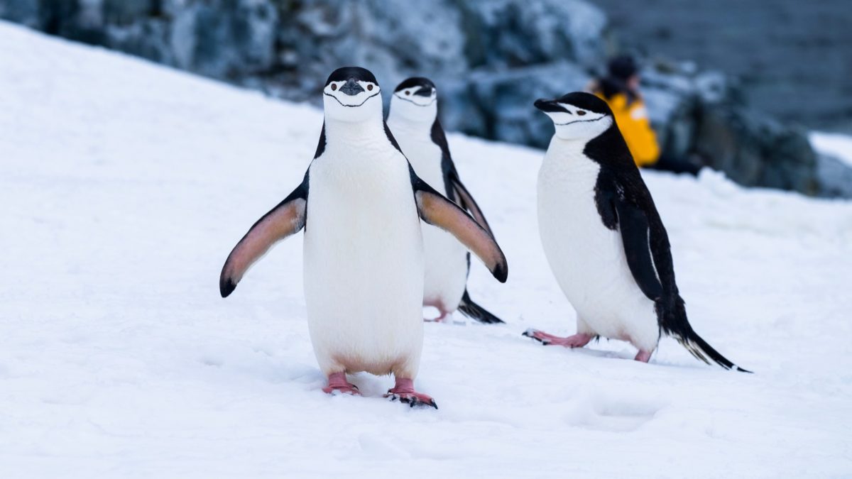 Get Paid To Count Penguins At World’s Most Remote Post Office In Antarctica 