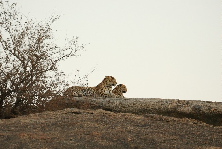 Bijapur Lodge Rajasthan