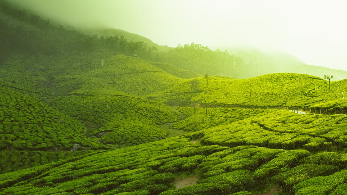 IRCTC Launches 3 Days Munnar Package Covering 6 Spots At ₹7310/Person
