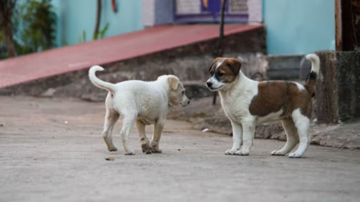 Mumbai To Get Designated Feeding Areas For Stray Dogs In Each Neighbourhood