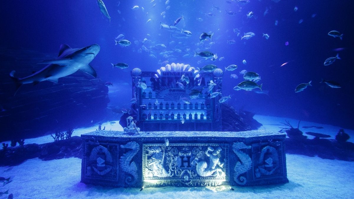 World Gets Its First Underwater Bar Surrounded By Rich Marine Life