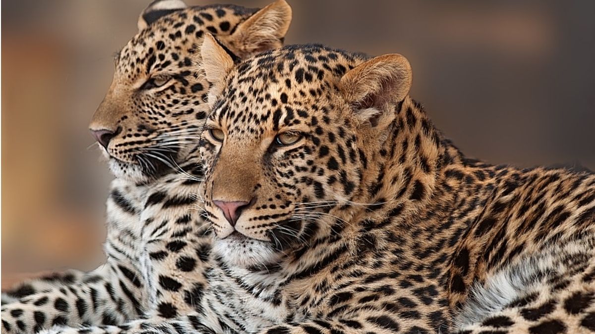 Jaipur Becomes India’s First City To House Two Leopard Reserves