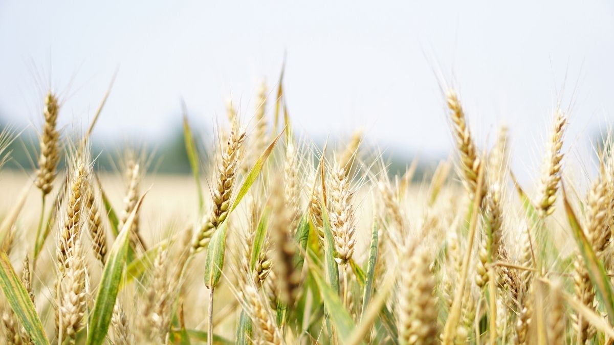 UN Says World Has Only 70 Days Of Wheat Left; 10 Millions At Risk