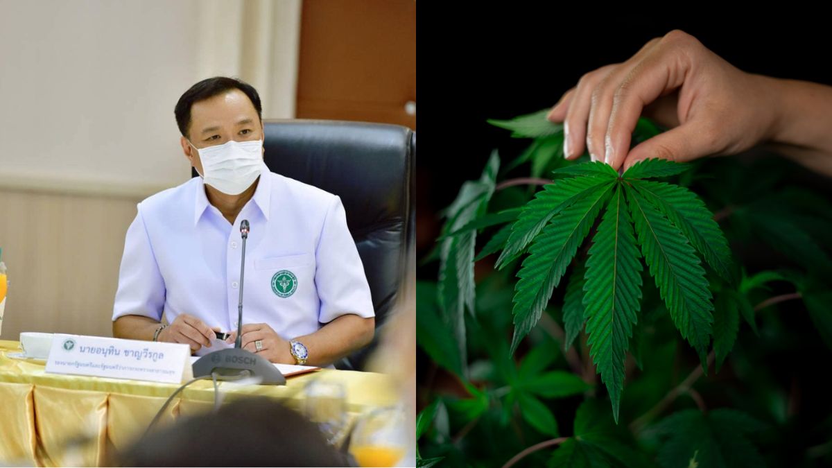 Thailand To Give 1 Million Free Cannabis Plants To Households As Crops