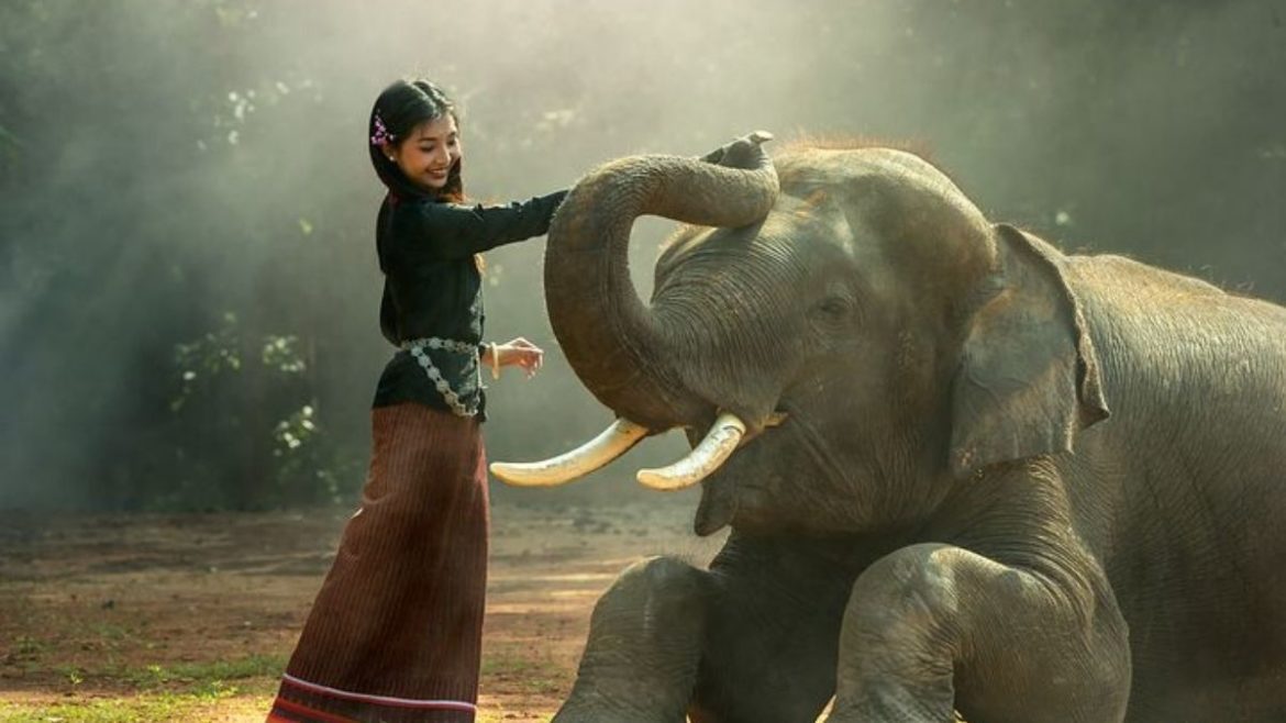 pet an elephant
