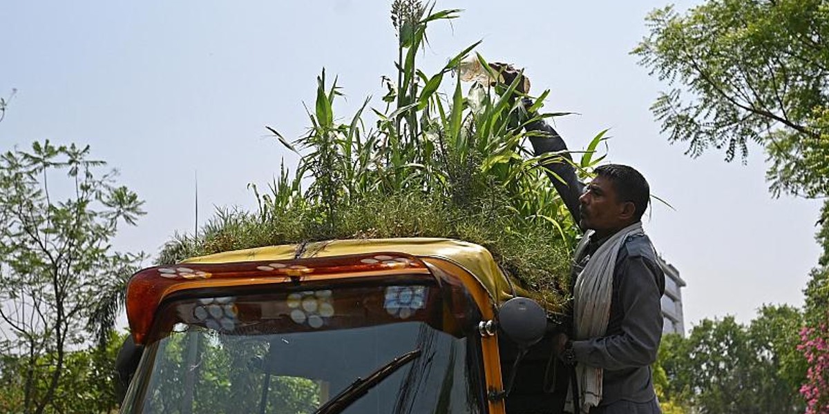 Delhi Auto Rickshaw Driver Has Vegetable Garden On Roof; Grows Lettuce & Tomatoes